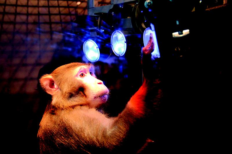 A rhesus monkey (Macaca mulatta) learning to touch targets that are distributed in the Reach Cage. 