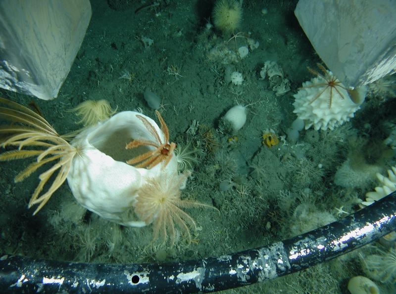 Section of the seafloor directly under the multibox corer