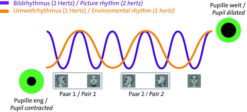 Die Pupille öffnet und schließt sich im Rhythmus des einfallenden Lichts (lila). Gibt es zusätzlich einen lichtunabhängingen Umweltrhythmus (orange), wird die Pupille auch diesen Rhythmus gesteuert.