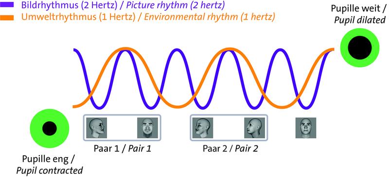 The pupil opens and closes quickly in the rhythm of the incoming light (purple). If there is also a light-independent environmental rhythm (orange), the pupil is also controlled by this rhythm.