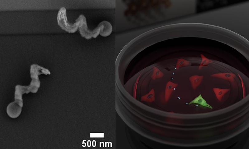 Two micrometer long and 500 Nanometer wide iron-platinum nanopropellers (left) enable genetic modification of cells, which then start expressing green fluorescing protein (right).