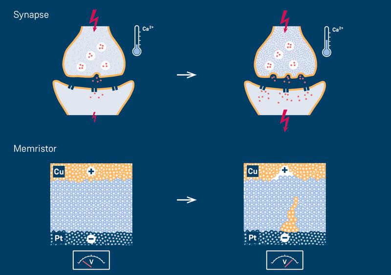 Synapsen (oben) und memristive Elementen (unten) übertragen Signale unterschiedlich stark, wenn sie schnell hintereinander durch ein elektrisches Signal erregt werden. 