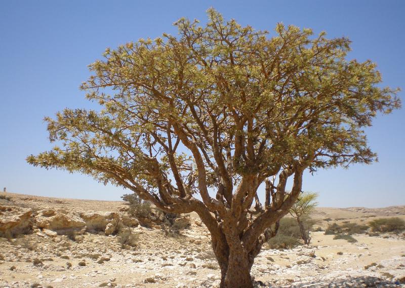 Frankincense tree, taken in Oman. 