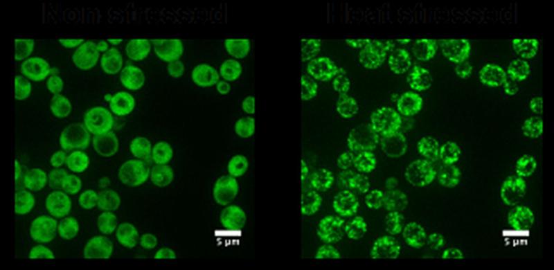 Ded1p-Protein in der Backhefe