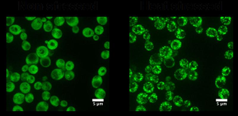 Ded1p protein of baker's yeast 