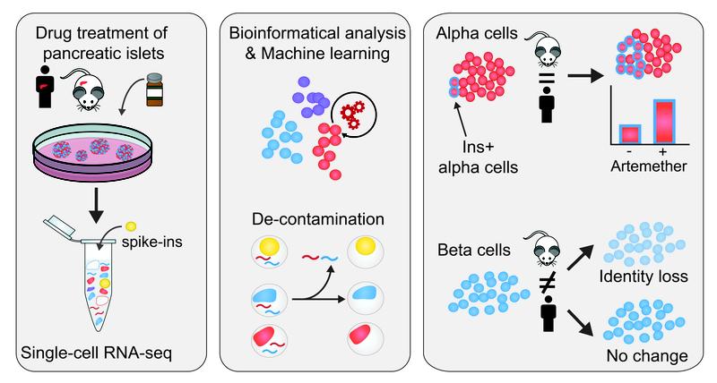 Graphical abstract