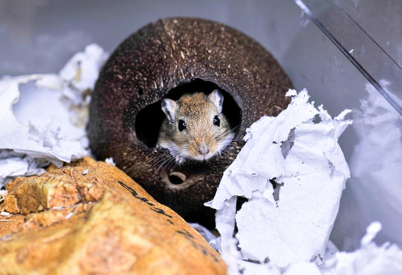 Mongolische Wüstenrennmaus im Heimtierkäfig. Die Tiere zeichnen sich dadurch aus, dass sie ein dem Menschen ähnlichen Hörbereich haben. Sie sind daher ein beliebtes Modellsystem in der Hörforschung.