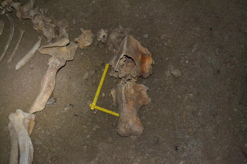 Höhlenbär-Fossilien in einer der untersuchten Höhlen in Rumänien.