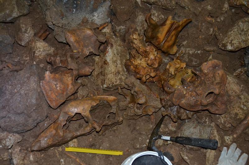 Durch eine neue Untersuchungsmethode am Knochenkollagen konnten die rumänischen Höhlenbären als Pflanzenfresser entlarvt werden. 