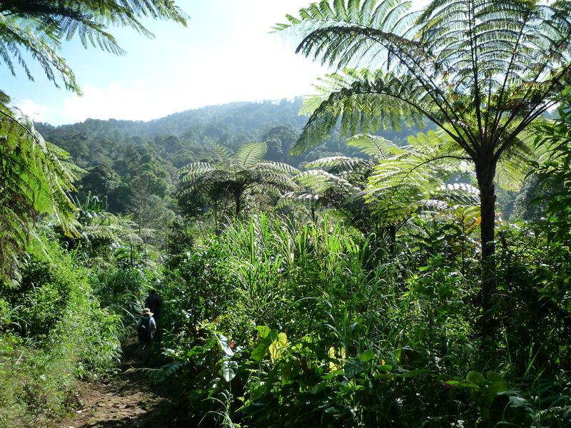 Species-rich rainforests of Mount Halimun Salak National Park, Java, Indonesia.