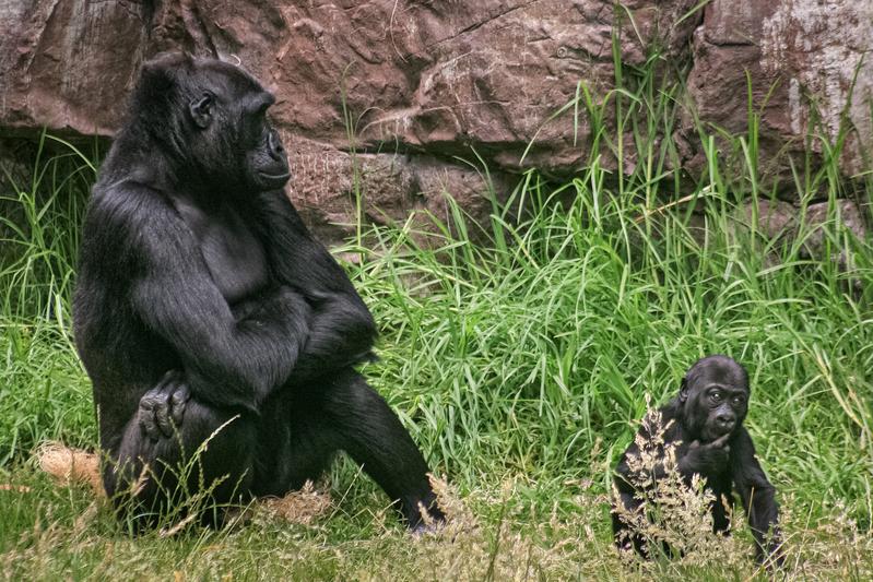 Weiblicher Gorilla mit acht Monate altem Nachwuchs im Zoo