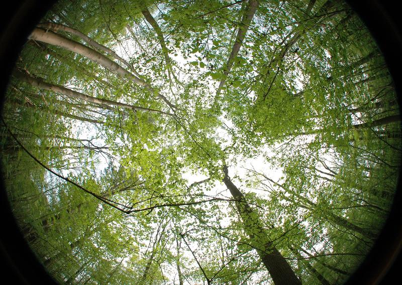 Hemisphärisches Foto eines Buchenwaldes. Je dichter das Kronendach, desto stärker ist dessen kühlender Effekt im Unterholz und auf dem Waldboden. 