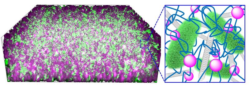 Die Bakterien (grün) sind in einem Kompositmaterial aus Kohlenstoff-Nanoröhrchen (grau) und Kieselsäure-Nanopartikeln (lila) verwoben mit DNA (blau) eingebettet.