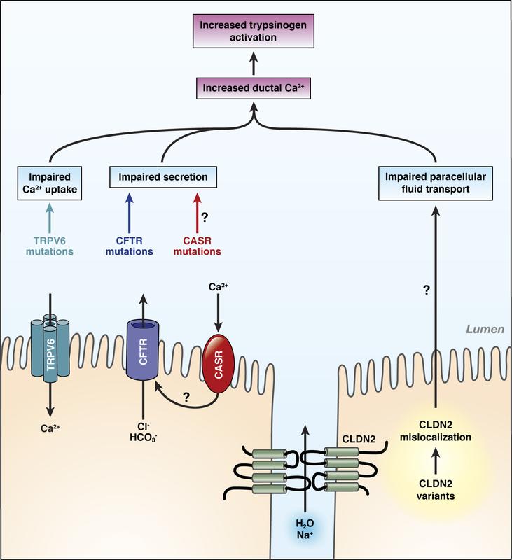 A substantial TRPV6 defect is a globally occurring and serious risk factor for developing chronic pancreatitis.