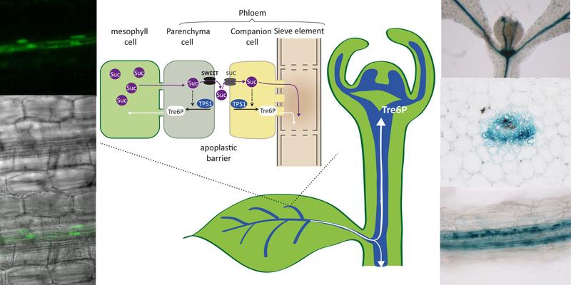 Scheme of sucrose synthesis and transport in the leaf and localization of the T6P synthesizing protein, TPS1, in the shoot and root vasculature and shoot tip