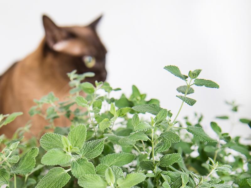 Die Katzenminze gibt den Duftstoff Nepetalacton ab, der bei bei geschlechtsreifen Katzen eine Art Rausch auslöst: Riechen die Katzen an den Pflanzen, werden sie regelrecht „high“, wälzen sich am Boden und zeigen ungewöhnlich verspielte Verhaltensweisen.