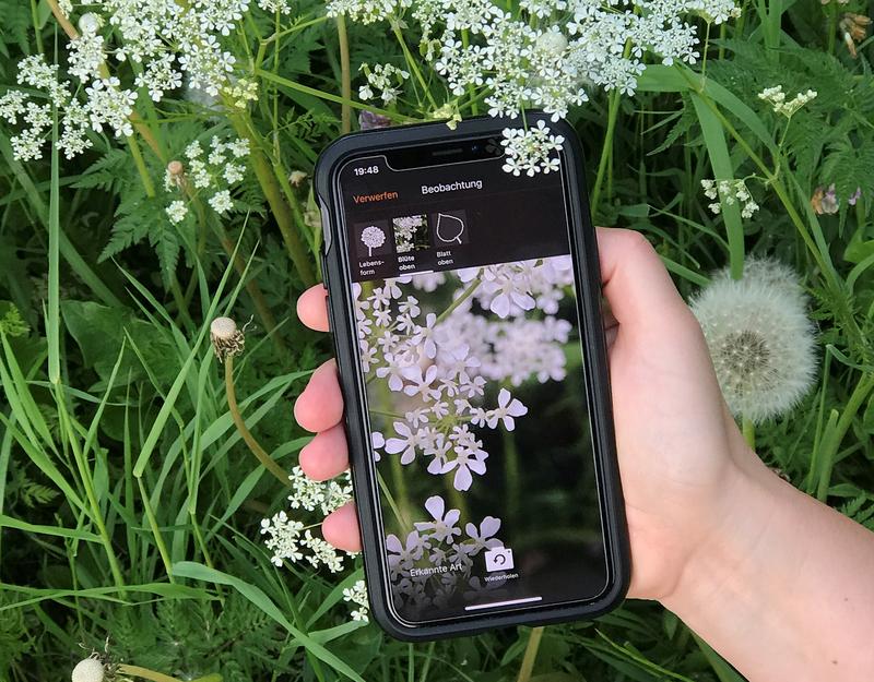 Erkennung einer unbekannten Pflanze mit der „Flora Incognita“-App