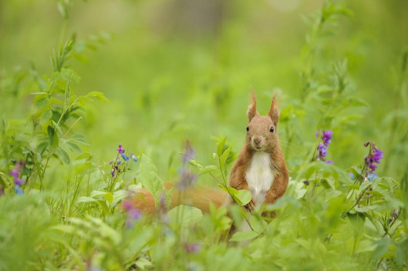  Eurasisches Eichhörnchen (Sciurus vulgaris)