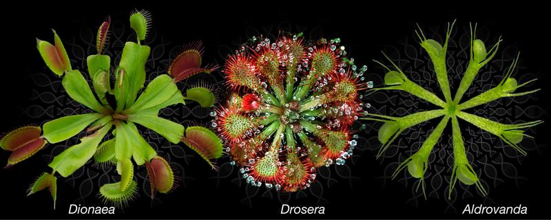 The genomes of the carnivorous plants Venus flytrap, spoon-leaved sundew and waterwheel (from left) are decoded.