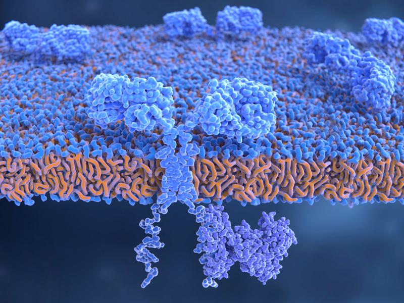 Molekül eines chimären Antigenrezeptors (CAR) in der Zellmembran eines T-Lymphozyten