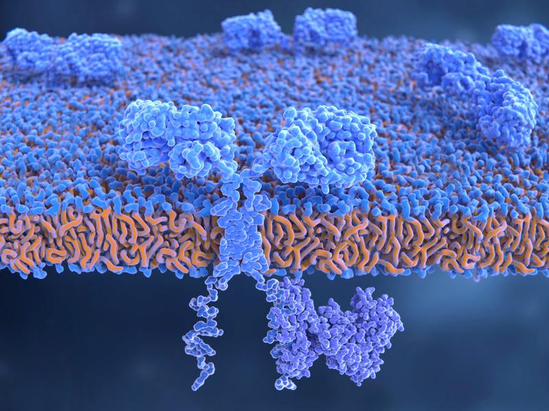 The chimeric antigen receptor (CAR) molecule integrated in the cell membrane of a T lymphocyte