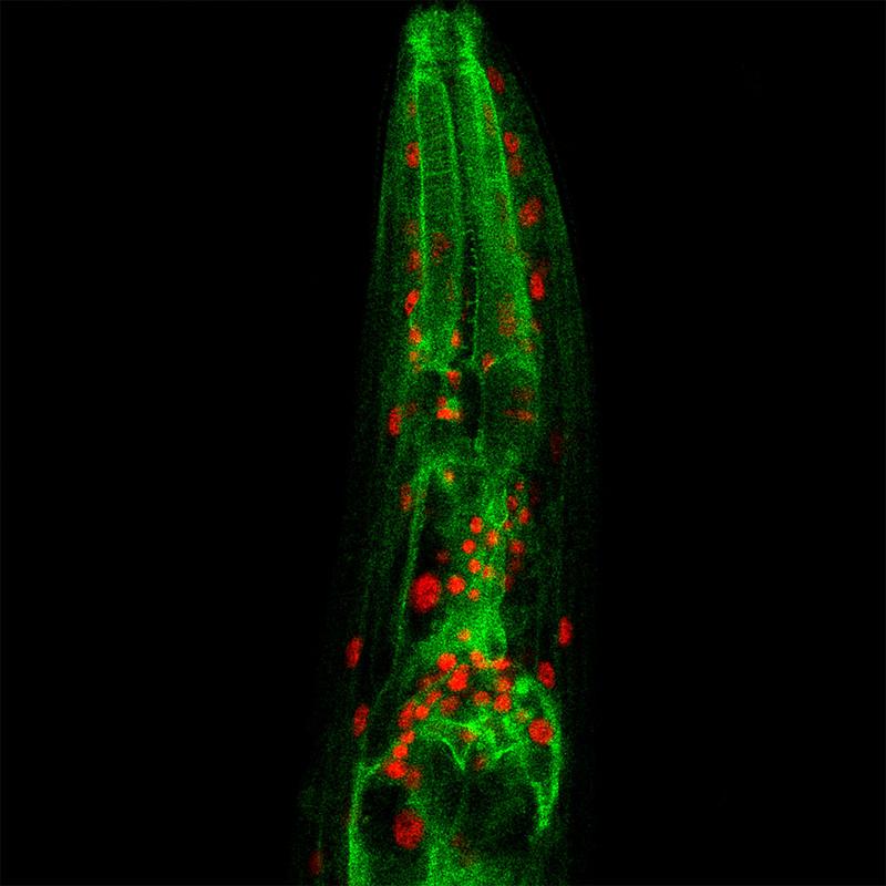 Microscopy image of a C. elegans worm, where red marks the nucleus, where NFYB-1 is present, and green marks lysosomes. 