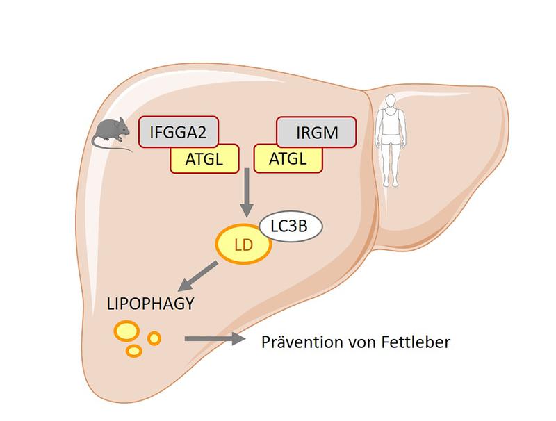 Forschende haben neue Gene entdeckt, die bei Menschen bzw. bei Mäusen für die Produktion regulatorischer Proteine der Familie der immun-assoziierten GTPasen sorgen, die einer Fettansammlung in der Leber entgegenwirken.