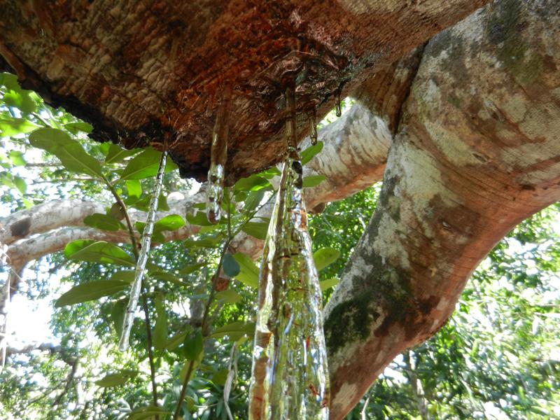 Rezente Harzbildung an Hymenaea-Bäumen auf Madagaskar. 