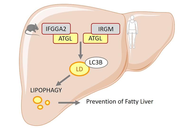 Researchers have discovered new genes that are responsible for the production of regulatory proteins of the immune-associated GTPase family in humans and mice, respectively.