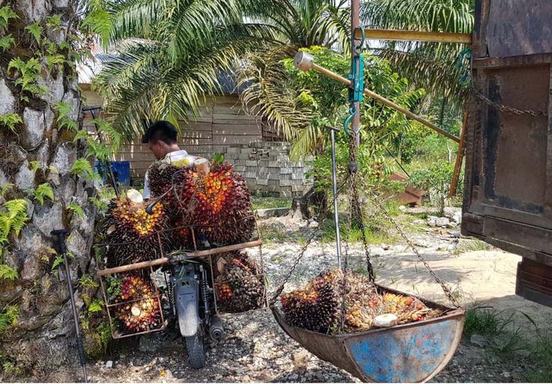 Rund die Hälfte des weltweit verwendeten Palmöls wird von Kleinbauern produziert. Transport der geernteten Ölpalmenfrüchte zu einer Sammelstelle in Indonesien.