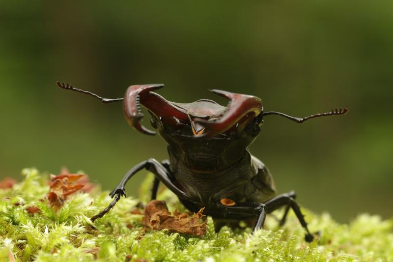 Hirschkäfer: Beeindruckend sind die geweihartig vergrößerten Oberkiefer der Männchen.