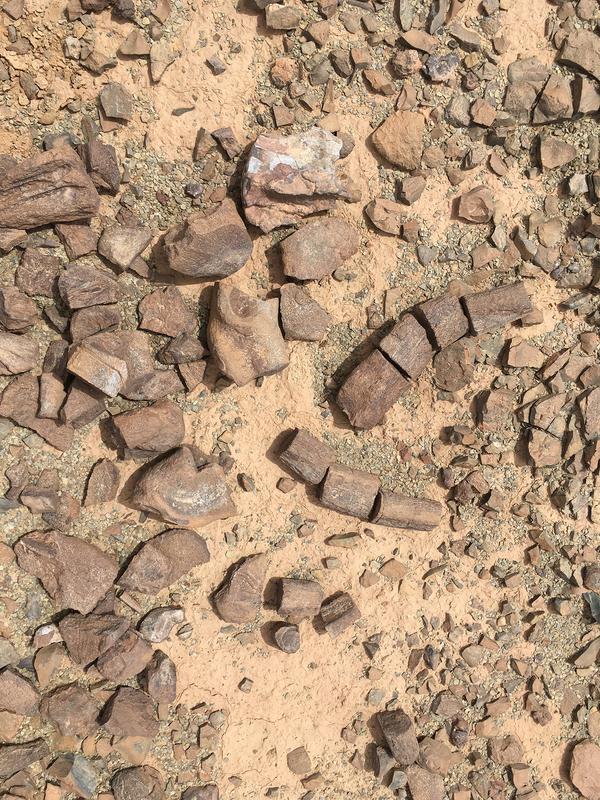 Fossils used in the study, as they were found in Morocco.