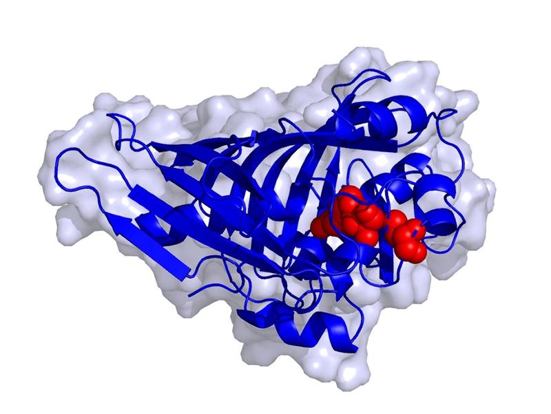 Spatial structure of the enzyme AmbDH3. 