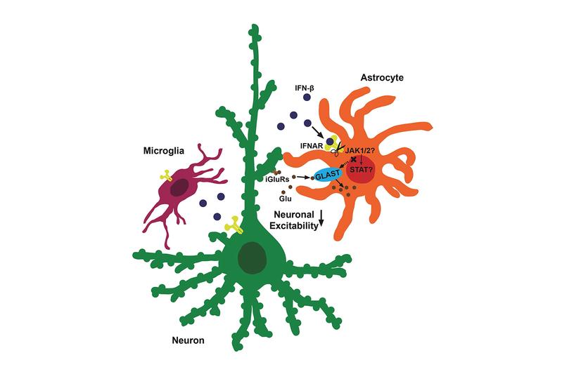 Die Astrozyten pumpen das Glutamat weg, damit ein nächster Impuls eine neue Wirkung auf die Rezeptoren der Nervenzelle haben kann.