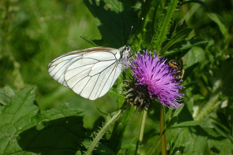 Der Baumweißling (Aporia crataegi) ist ein weitverbreiteter Schmetterling, der hinsichtlich seines Lebensraumes sehr variabel ist. Er gehört zu den wenigen Tagfalterarten, die von den Natura 2000-Schutzgebieten profitieren.