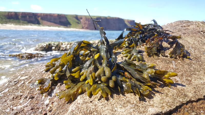 The brown algae Fucus vesiculosus grows on stones almost everywhere along the North Sea and Baltic Sea. For the study the researchers also examined fucoidan of these algae like those at the coast of Heligoland