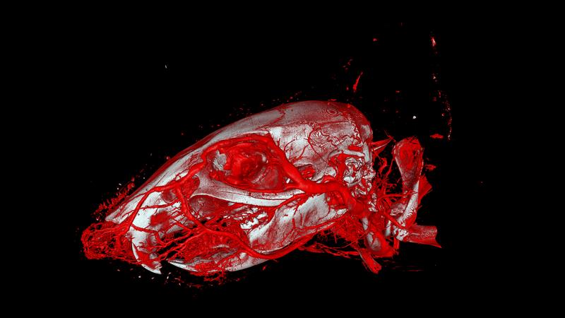 3D-Darstellung der Blutgefässe eines Mäusekopfes mit Hilfe von Röntgencomputertomografie und des neu entwickelten Kontrastmittels «XlinCA».