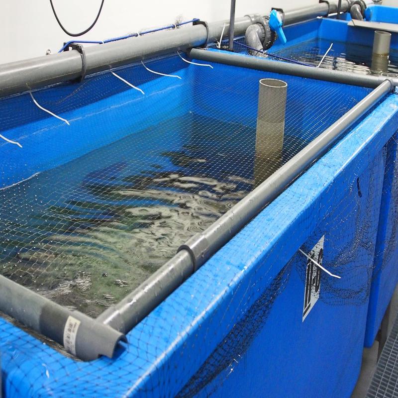 Laboranlage für die experimentelle Aufzucht von Fischlarven mit lebenden Zooplankton unter Grünwasserbedingungen