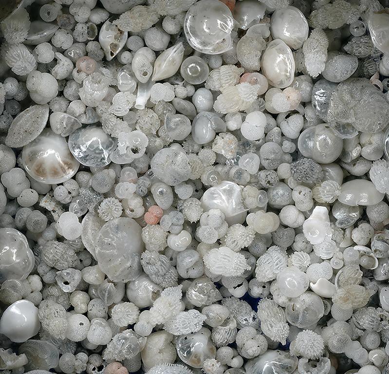 Shells of planktonic foraminifera from ice-age sediments in the Atlantic Ocean. Fossils like these were used in this study to reveal that global warming may lead to decline in tropical marine biodiversity. 