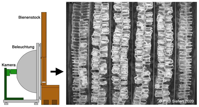 Diagram/monitoring of brood cells – side view of the construction and camera view of the brood area. The brood area of the bees was filmed with a camera (green) through a dome lighting (grey). 