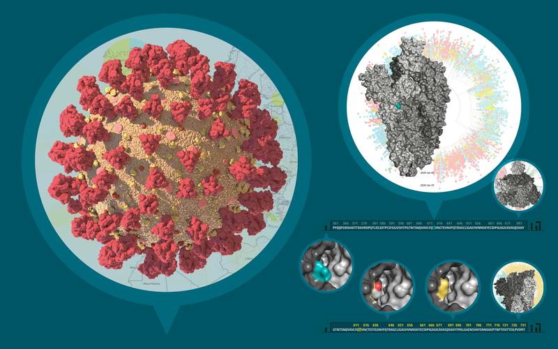 Das SARS-CoV-2 Virus, Stammbaum und Konsequenzen der D614G Mutation im S Protein