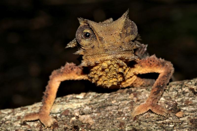 Brookesia perarmata: A chameleon in a knight‘s armor.