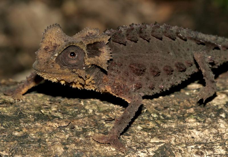 Brookesia perarmata: A chameleon in a knight‘s armor.