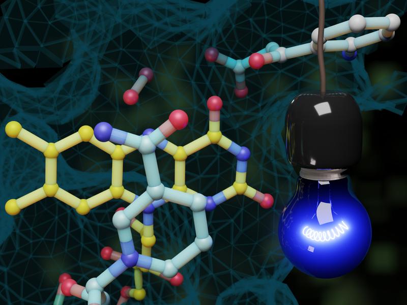  In the model: blue light triggers a special monooxygenase reaction in an enzyme. This kind of activation was hitherto unknown in enzymology. 