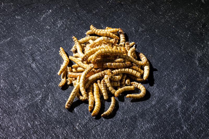 Mehlwürmer (Tenebrio molitor) belasten die Umwelt nur gering und besitzen einen hohen Proteingehalt. (Foto: Markus Breig, KIT)
