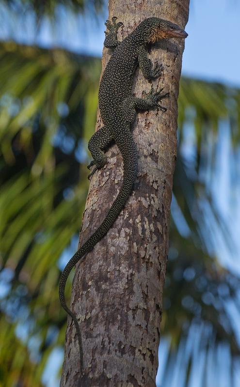 Der neu beschriebene Varanus bennetti von der Insel Losiep, Föderierte Staaten von Mikronesien. 