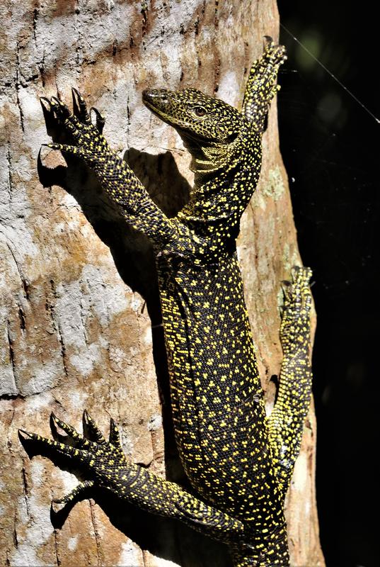 Varanus tsukamotoi von der Insel Guam wurde bereits 1929 beschrieben, doch lange Zeit als nicht gültig angesehen. 