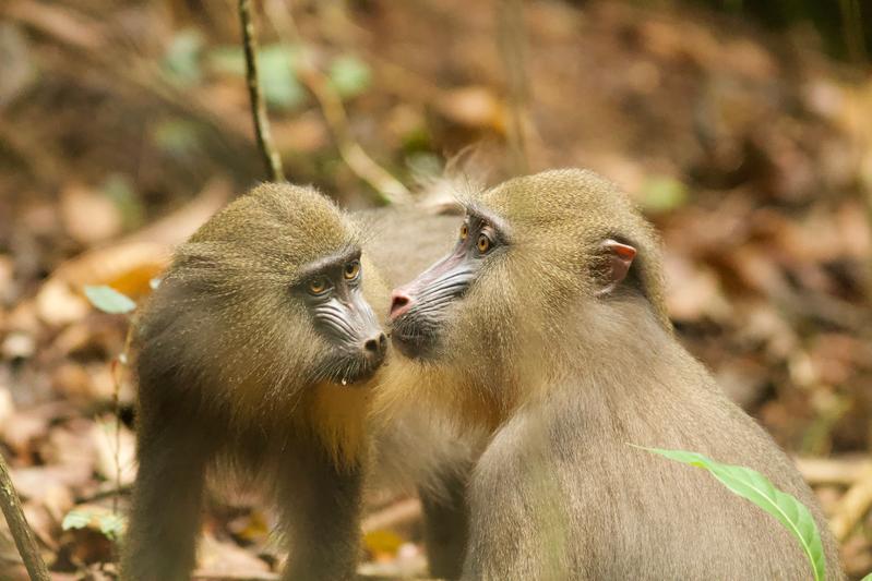 Is the similarity of facial features in mandrills a consequence of selection? Using up-to-date artificial intelligence scientists from the German Primate Center and the Institut des Sciences de l’Evolution de Montpellier (ISEM) tested this hypothesis. 