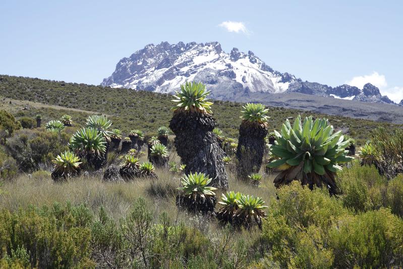 Alpine Vegetation mit Riesengreiskräutern vor dem Mawenzi, dem zweithöchsten Gipfel des Kilimanjaro. 