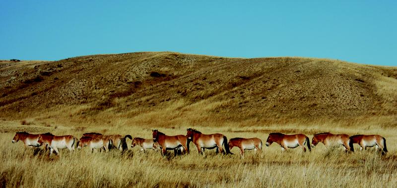 Przewalski-Pferde im Hustai Nationalpark. 